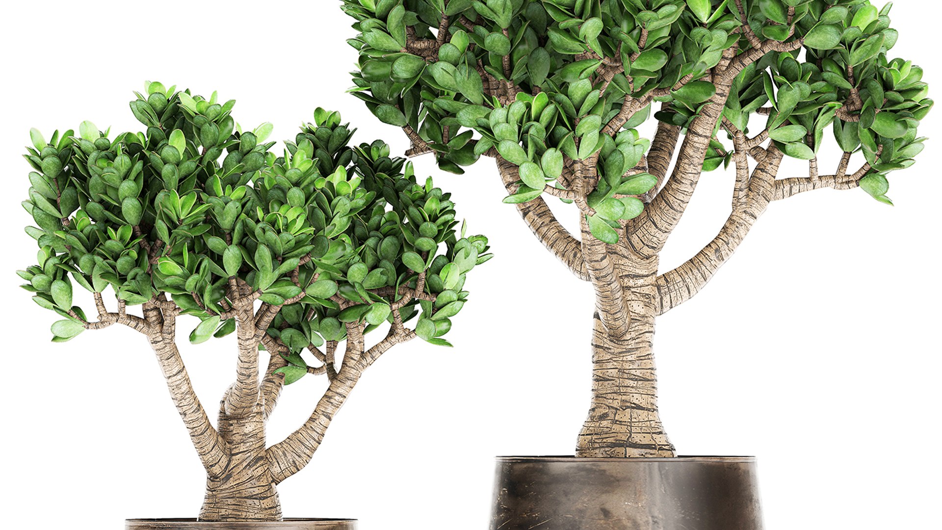 Crassula in a rust pot for the interior 930 3D https://p.turbosquid.com/ts-thumb/ck/ZTGpzs/NQ/1crassula1704202102/jpg/1618752350/1920x1080/fit_q87/32a648574ff4a4119ace300fa4fb2332ed82fe6f/1crassula1704202102.jpg