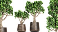 Crassula in a rust pot for the interior 930