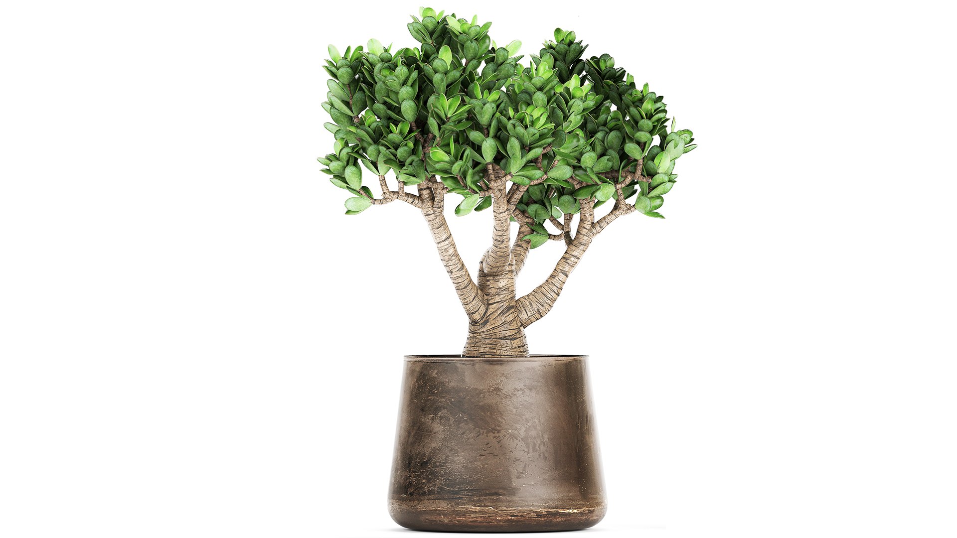 Crassula in a rust pot for the interior 930 3D https://p.turbosquid.com/ts-thumb/ck/ZTGpzs/cT/1crassula1704202105/jpg/1618752347/1920x1080/fit_q87/bb76f6d88e336fda616d402a4a77a9fb98b9bca0/1crassula1704202105.jpg