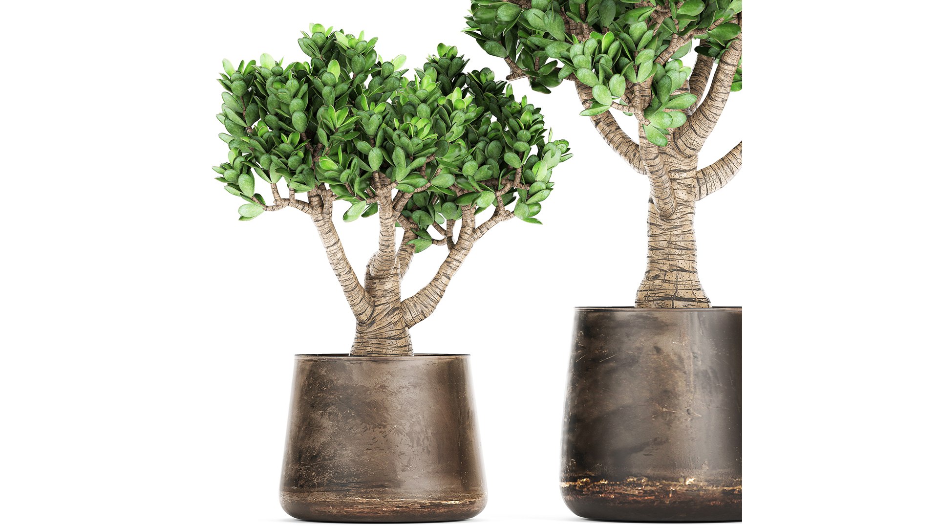 Crassula in a rust pot for the interior 930 3D https://p.turbosquid.com/ts-thumb/ck/ZTGpzs/nF/1crassula1704202101/jpg/1618752350/1920x1080/fit_q87/46e5da2d4590075f09232b8818bdf041bdf6c0f7/1crassula1704202101.jpg