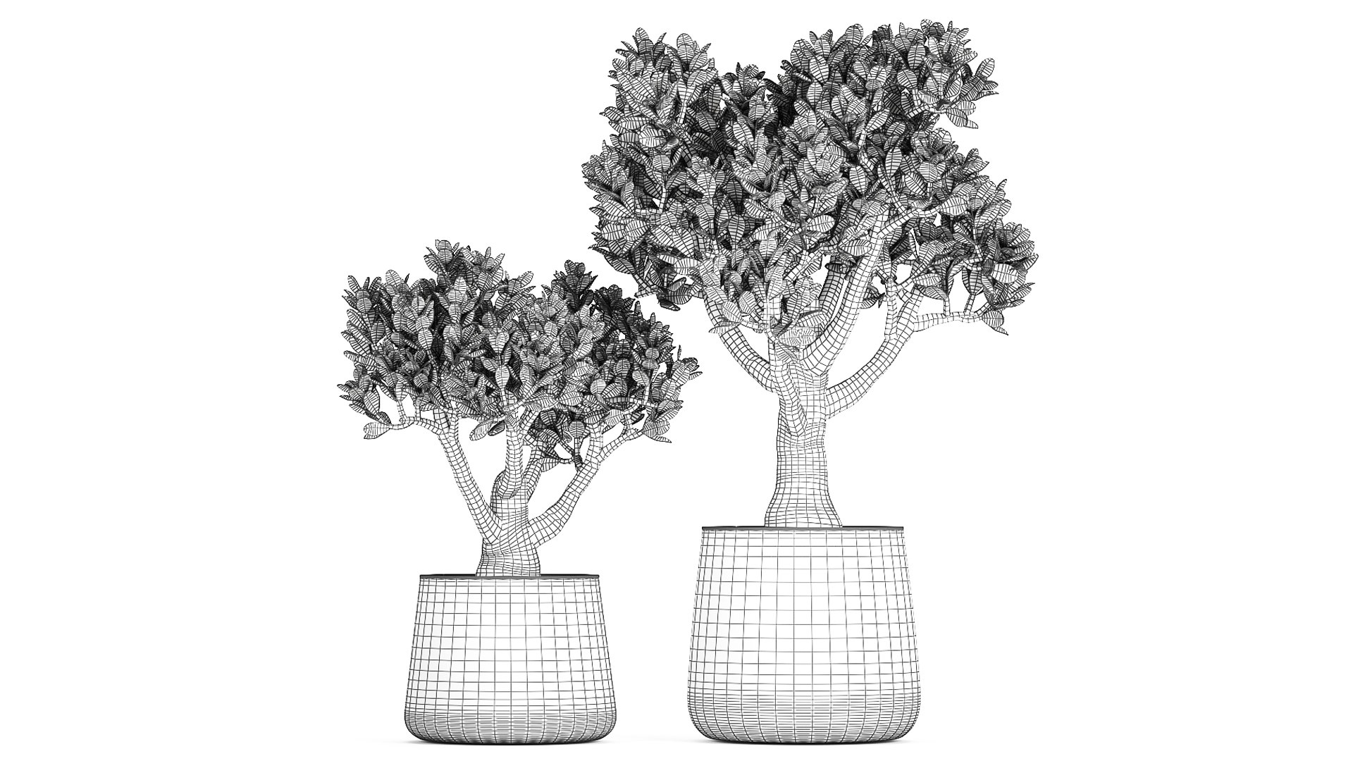 Crassula in a rust pot for the interior 930 3D https://p.turbosquid.com/ts-thumb/ck/ZTGpzs/st/1crassula1704202109/jpg/1618752346/1920x1080/fit_q87/135fc749c6881514d31fbb83dbf0550023671168/1crassula1704202109.jpg