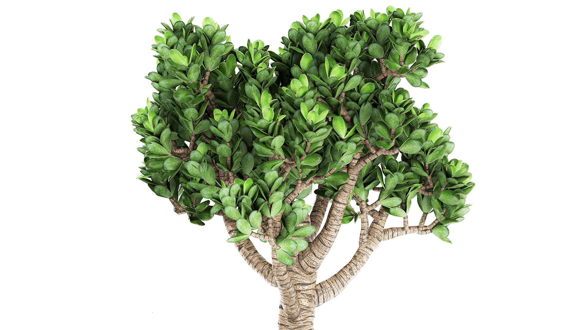 Crassula in a rust pot for the interior 930 3D https://p.turbosquid.com/ts-thumb/ck/ZTGpzs/uH/1crassula1704202104/jpg/1618752344/1920x1080/fit_q87/7cafc9f61af3090b955fb5f3235a15d1cb41fa88/1crassula1704202104.jpg