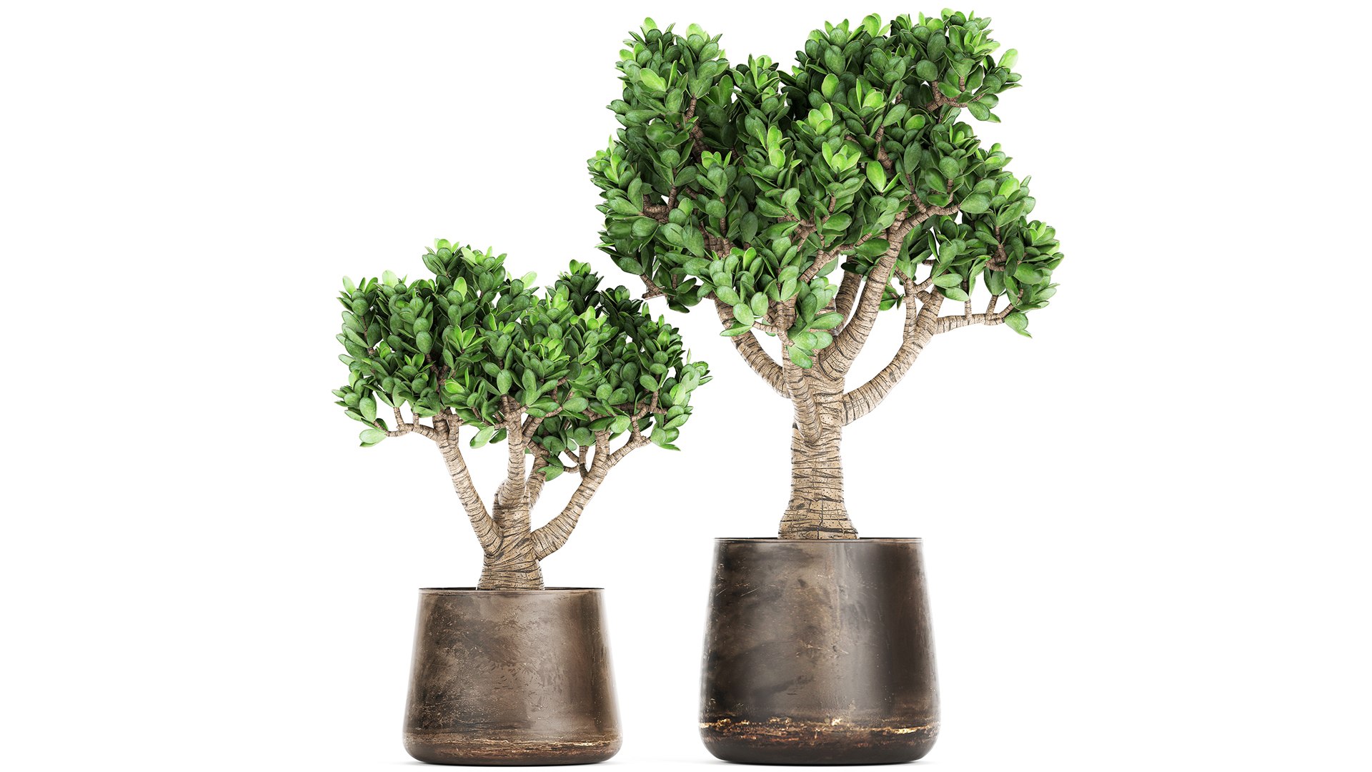 Crassula in a rust pot for the interior 930 3D https://p.turbosquid.com/ts-thumb/ck/ZTGpzs/ud/1crassula1704202100/jpg/1618752349/1920x1080/fit_q87/ce6fc79764d2a5ba137fe6cbf20a2f51614bcd70/1crassula1704202100.jpg