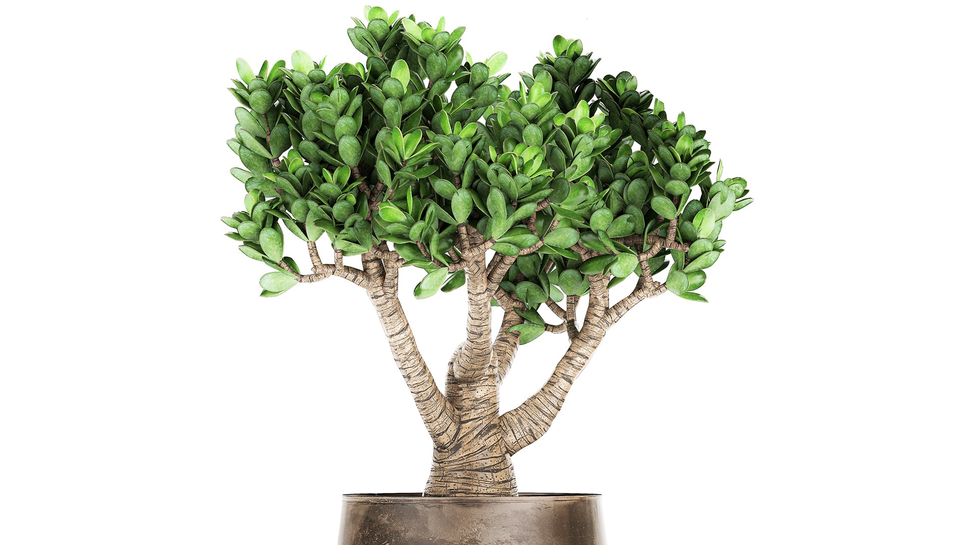 Crassula in a rust pot for the interior 930 3D https://p.turbosquid.com/ts-thumb/ck/ZTGpzs/zj/1crassula1704202106/jpg/1618752348/1920x1080/fit_q87/75931c0b45c6872fe788afa2db459dd448baca02/1crassula1704202106.jpg