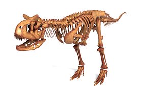 Carnotaurus Skeleton High Detail Cretaceous Theropod