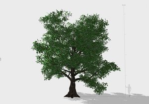 3D old oak unity model