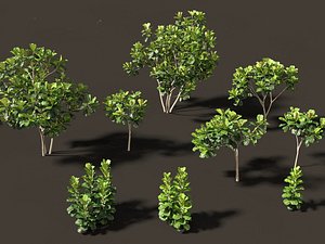 3D Ficus lyrata - fiddle-leaf fig
