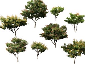 HighpolyLow Poly - Koelreuteria paniculata - golden rain tree