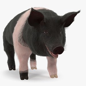 hampshire pig sow fur model