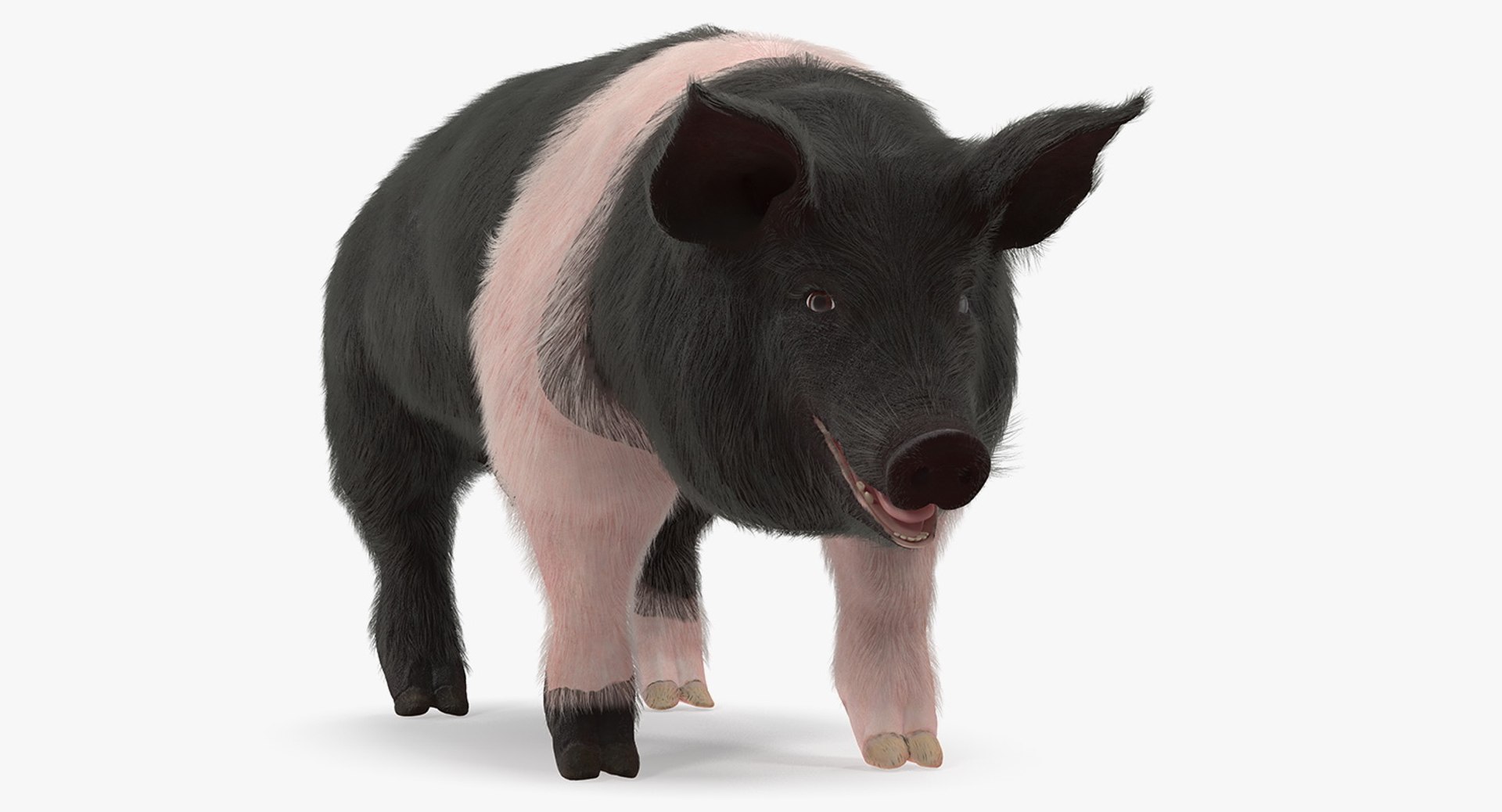 Hampshire Pig Sow with Fur 3D Model 3D model preview
