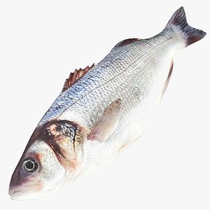 Seabass