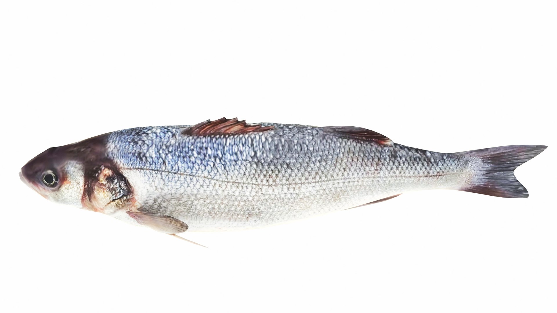 Fish 14 in 1 -Saltwater Fish 3D model https://p.turbosquid.com/ts-thumb/cl/8NC9g5/sS/seabass5/jpg/1742840876/1920x1080/fit_q87/7feebb96a9cc27dc9fbf865e66906c3980db8731/seabass5.jpg