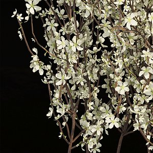 Collection plant vol 355 - bush - blackthorn - outdoor - flower - blender - cinema4d - 3dsmax model