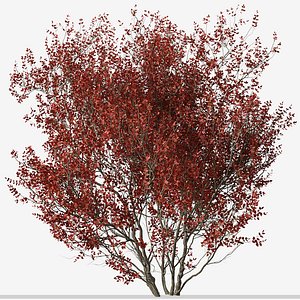 Set of Cotinus Grace or Smoke Tree - 2Trees