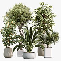 AV Indoor Plants Set 507 Yucca Banana Olive Orange Tree Schefflera Arboricola