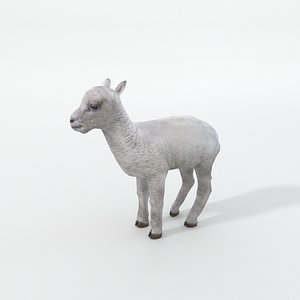 little sheep 3D