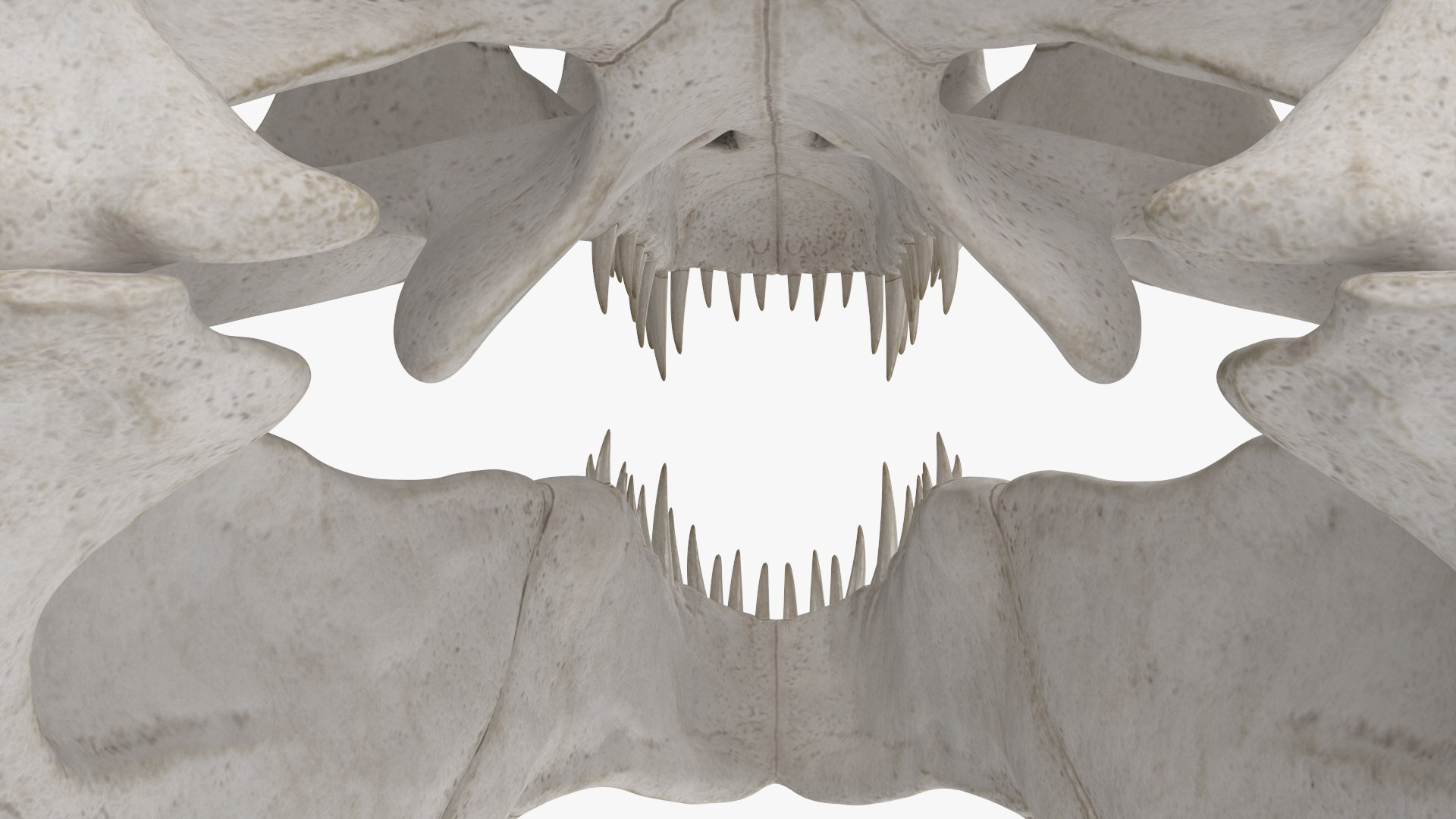 3D Skulls Collection 8 https://p.turbosquid.com/ts-thumb/cl/Z2MJQp/MV/skulls_collection_8_015/jpg/1764682681/1920x1080/fit_q87/e6682f3e05c3399a41d4deebbe7c0743eec16534/skulls_collection_8_015.jpg
