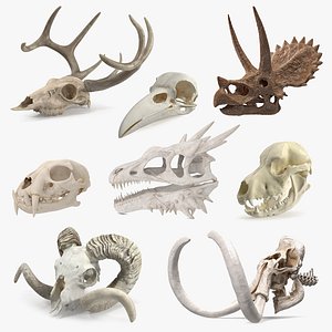 3D Skulls Collection 8