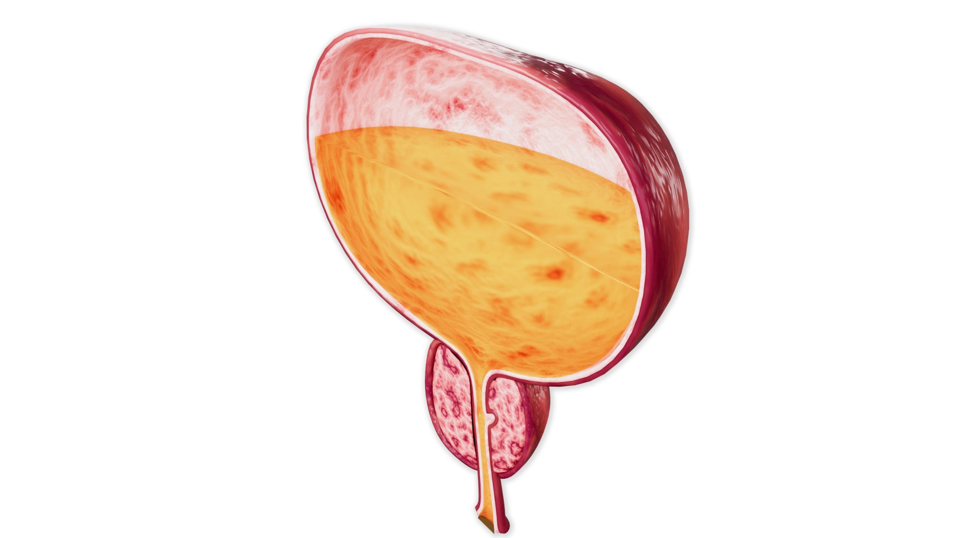 Male Reproductive System Model - TurboSquid 2245434
