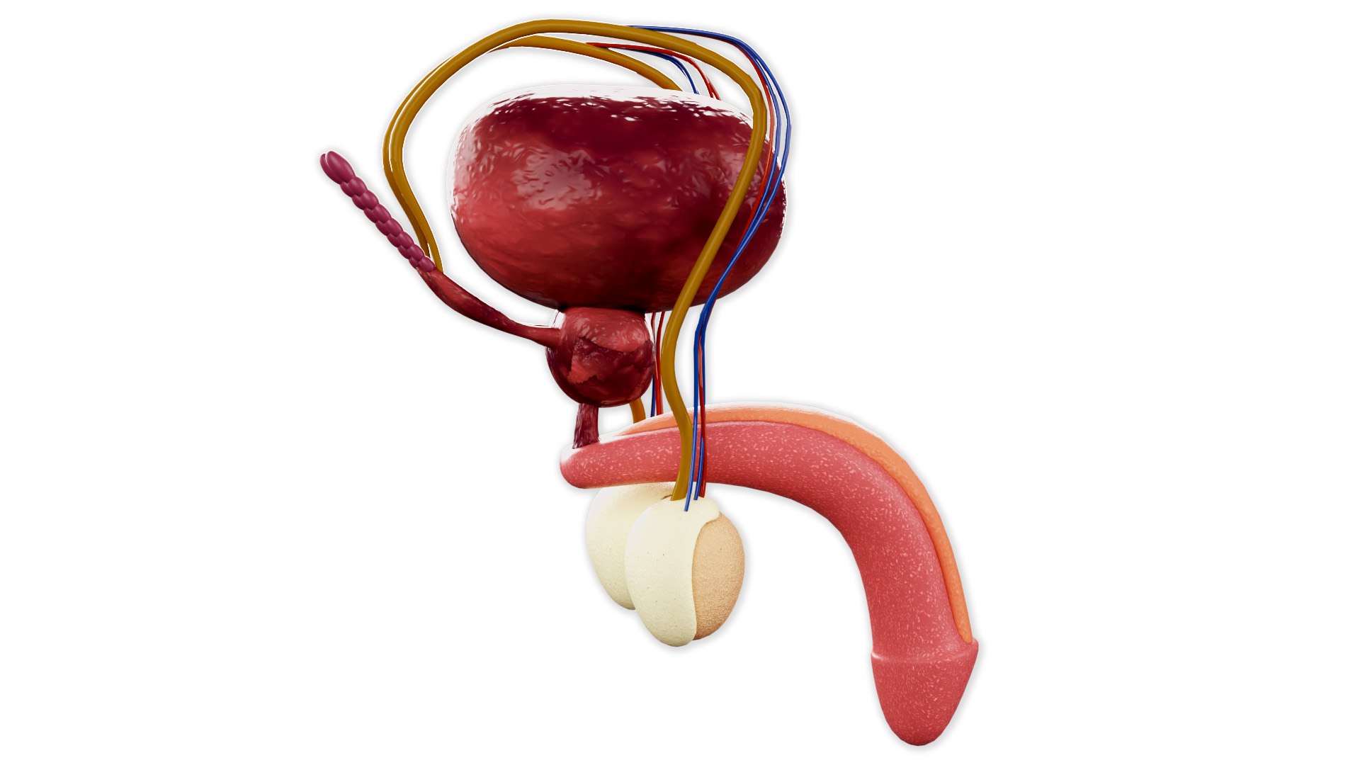 Male Reproductive System Model - TurboSquid 2245434