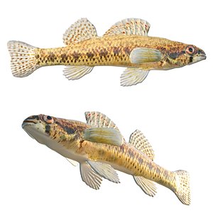 3D Cypress Darter fish model