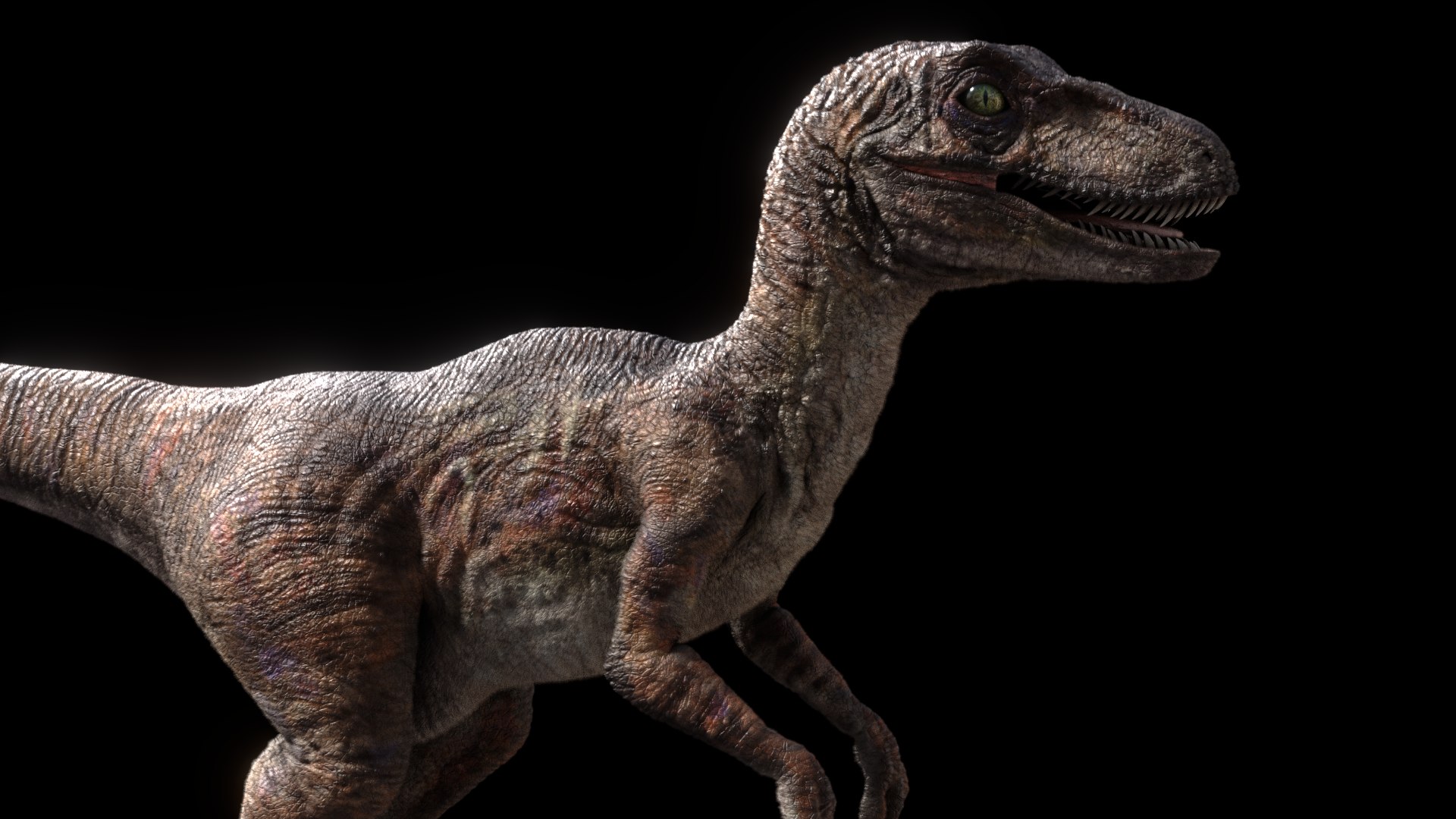 3d Raptor Dinosaur Model