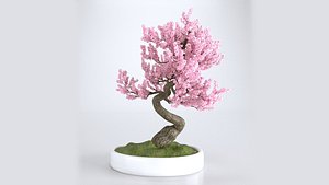 Bonsai Sakura 3D model