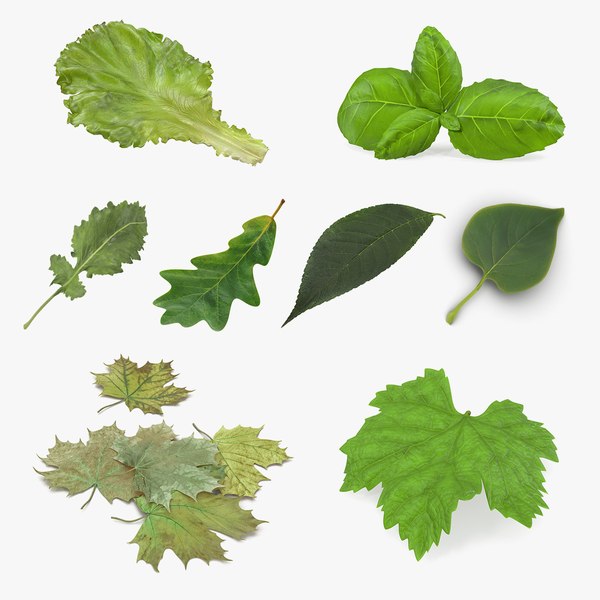 leaves 4 3D model