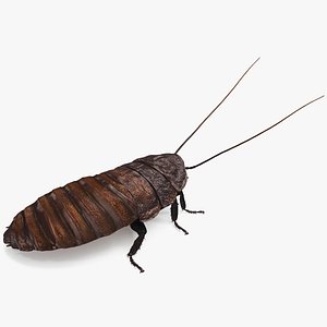 Brown Hooded Cockroach with Fur Rigged 3D model