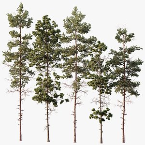 AV Pinus Palustris and Pinus Nigra Sylvestris Subsp Winter Snow trees 3D model