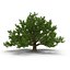 3d model summer white oak trees