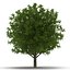 3d model summer white oak trees