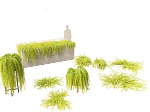 Lysimachia nummularia - Moneywort 3D