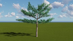 3D madagascar almond