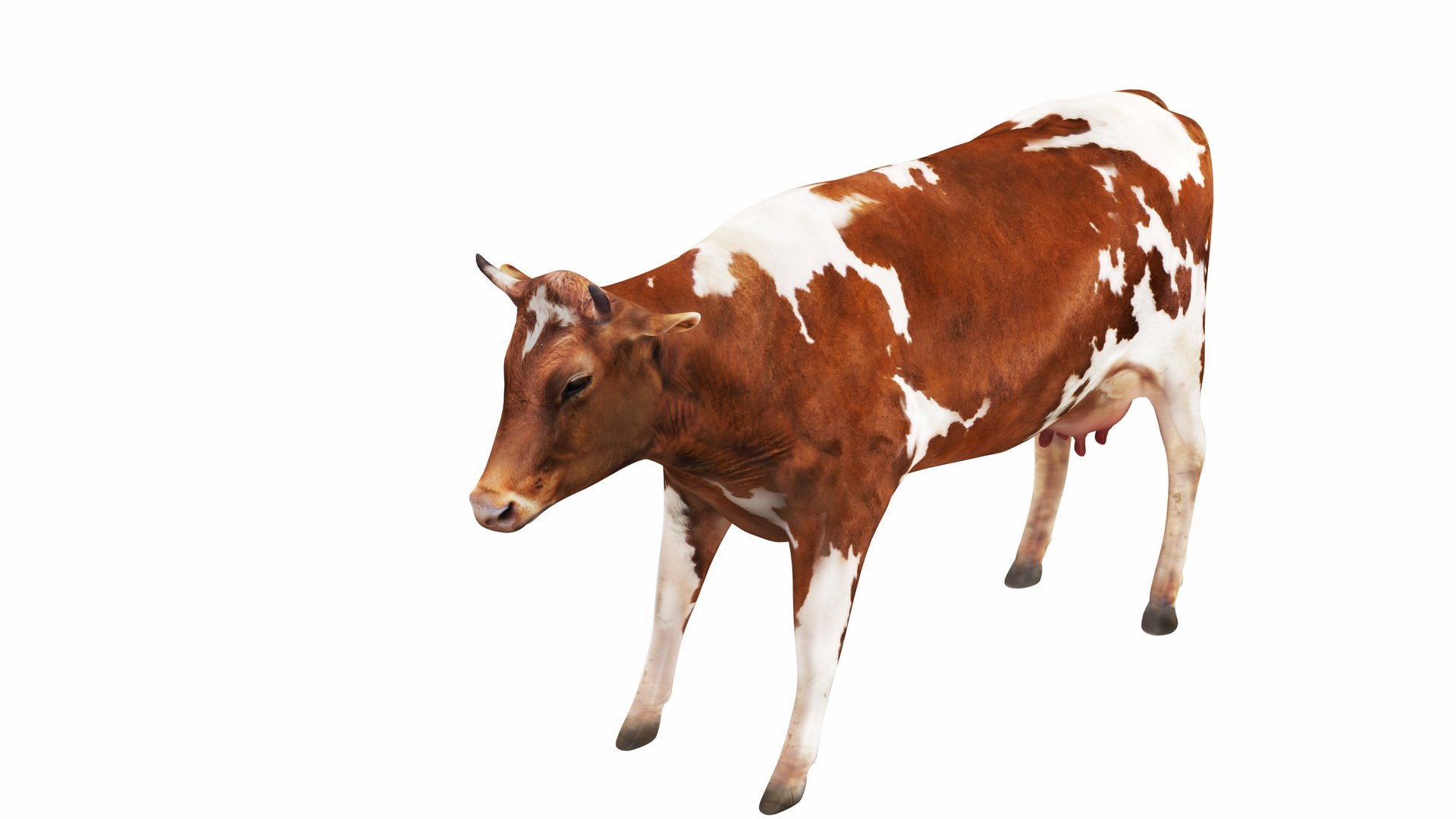 Dairy Cow Collection 4 In 1 3D Model - TurboSquid 1971980