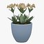 Flower 10