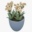 Flower 10