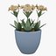 Flower 10