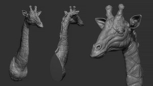 Giraffe head bust 3D model