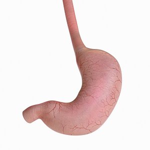 Human Stomach