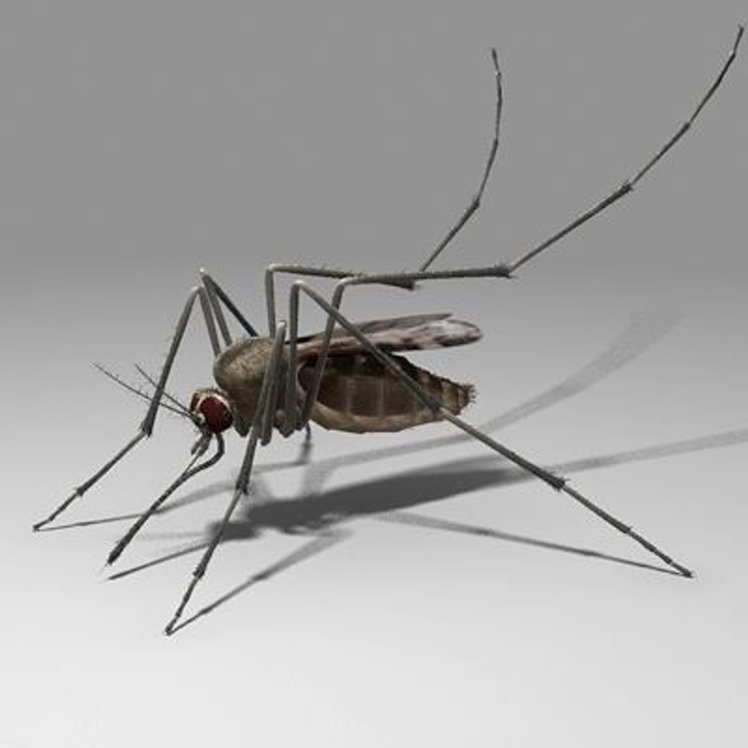 Mosquito Insect 3d Model