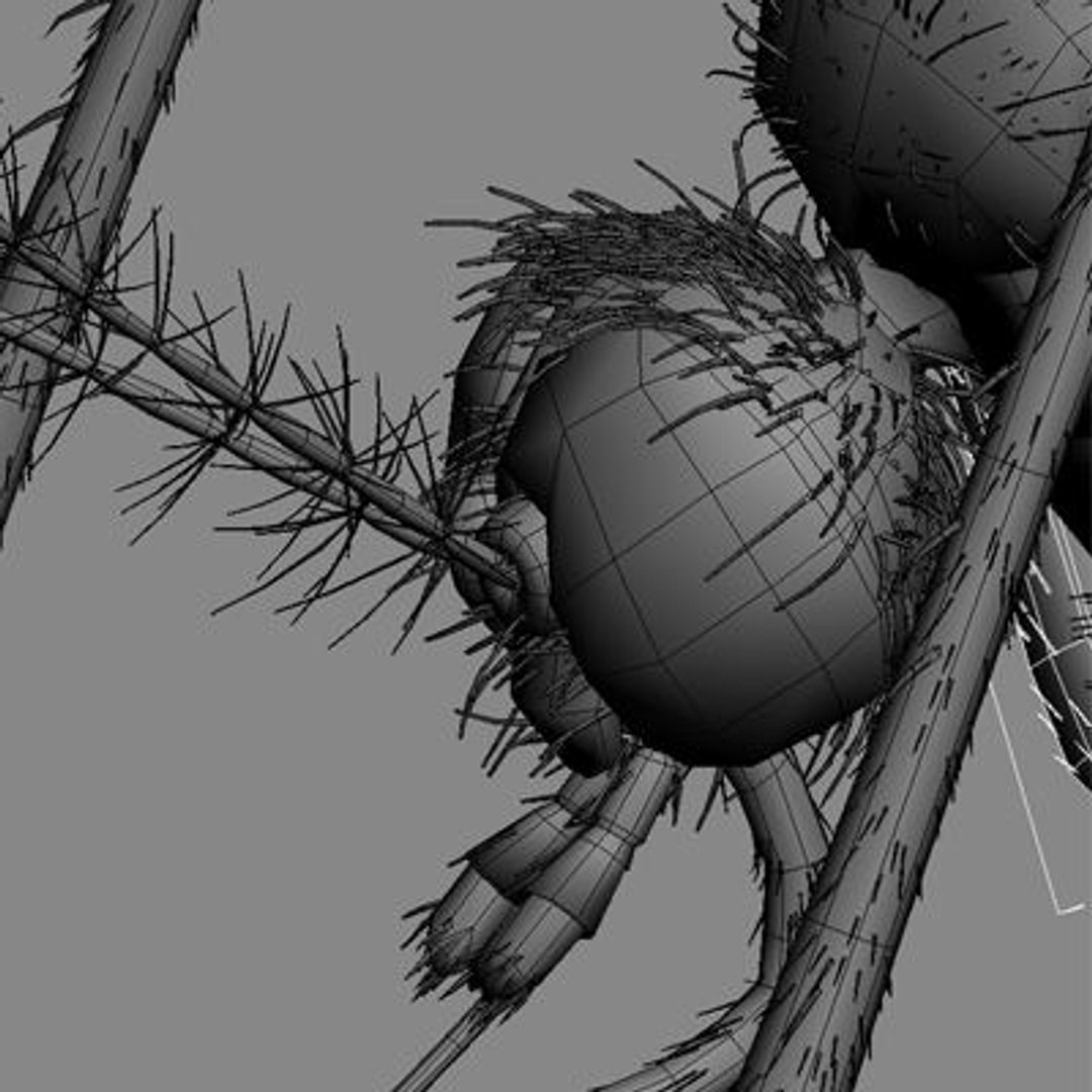 Mosquito Insect 3d Model