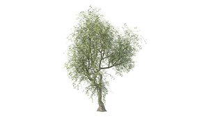 yalda tree 9