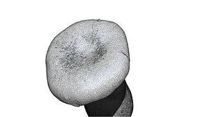 3D eringi mushroom 3D CT scan model decimate 50 percent model