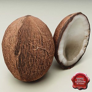 3d coconut nut model