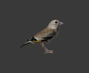 brid golden finch 3ds