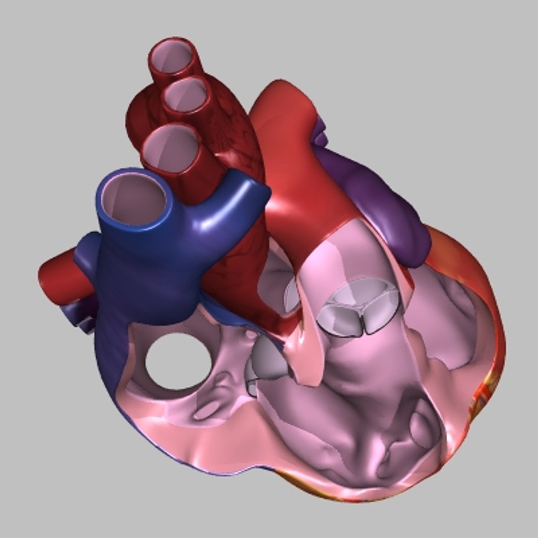 Human Heart Interior 3d Model