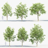 Celtis australis - European nettle tree 02 3D model