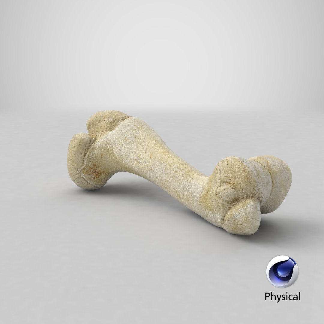 3D domestic pig sus domesticus model https://p.turbosquid.com/ts-thumb/cn/mfrWCa/SvH38tge/stemcell_cinema_4d_physical_render/png/1592922763/1920x1080/fit_q87/c8565aa6fbcf54c271ce634abe01df49a3267345/stemcell_cinema_4d_physical_render.jpg