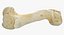 Real Domestic Pig Sus Domesticus Humerus Bone 01